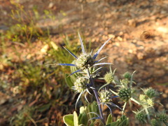 Eryngium dilatatum