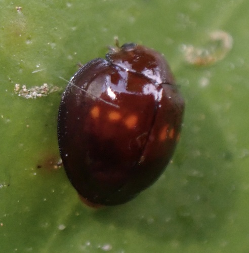 lienka dvojškvrnná (Chilocorus bipustulatus)