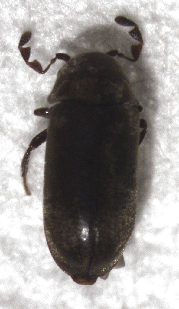 Mirosternomorphus