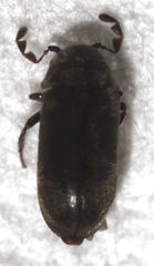 Mirosternomorphus oblongus