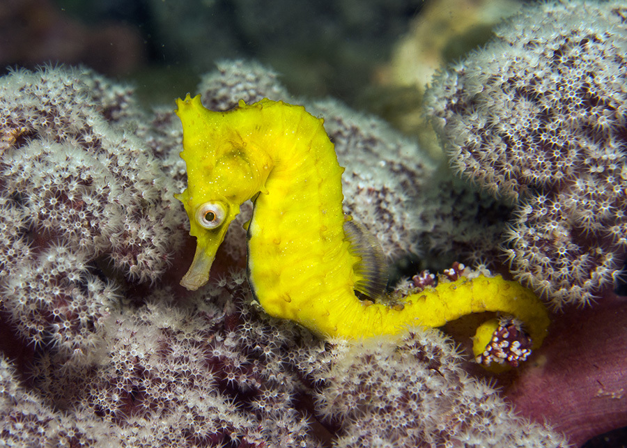 File:Cavalo Marinho (Hippocampus) - Aquário de São Paulo - panoramio.jpg -  Wikimedia Commons