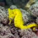 Seahorses - Photo (c) David Harasti, some rights reserved (CC BY-NC)