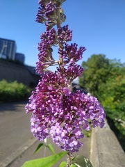 Buddleja davidii