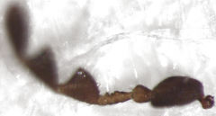 Mirosternomorphus oblongus