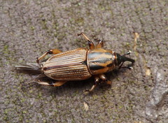 Sphenophorus brunnipennis
