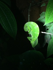 Trioceros deremensis