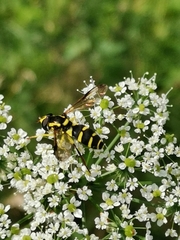 Xanthogramma pedissequum