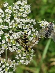 Xanthogramma pedissequum