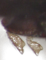 Mirosternomorphus oblongus