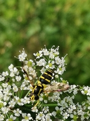 Xanthogramma pedissequum