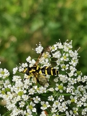 Xanthogramma pedissequum