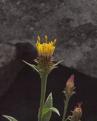 Eucephalus ledophyllus ledophyllus