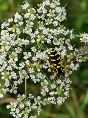 Xanthogramma pedissequum