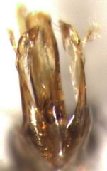 Mirosternomorphus oblongus