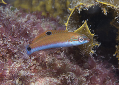 Moon Wrasse photo 2