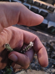 Heliotropium europaeum