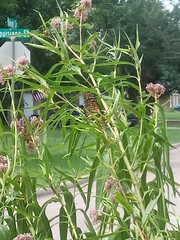 Danaus plexippus