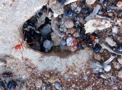 Cataglyphis tartessica