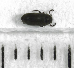 Mirosternomorphus oblongus