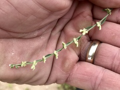 Pectocarya platycarpa