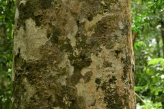 Hevea brasiliensis