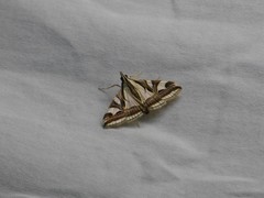 Agrioglypta excelsalis