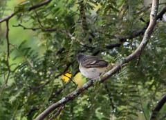 Camptostoma obsoletum