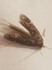 Bryotropha affinis