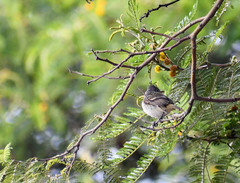 Camptostoma obsoletum