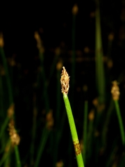 Eleocharis mamillata