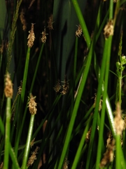 Eleocharis mamillata