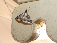 Agrioglypta excelsalis