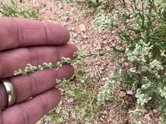 Pectocarya platycarpa