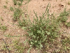 Pectocarya platycarpa
