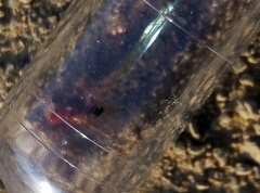 Cataglyphis tartessica