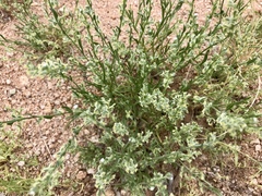 Pectocarya platycarpa