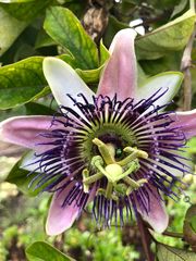 Passiflora alata × caerulea