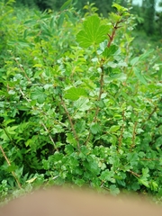 Ribes aciculare