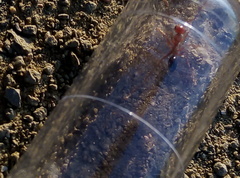 Cataglyphis tartessica