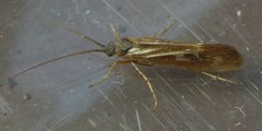 Limnephilus auricula