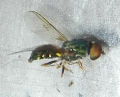 Microchrysa flavicornis