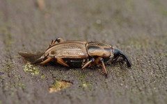 Sphenophorus brunnipennis