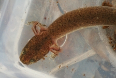 Red Salamander photo 2