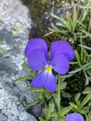 Viola calcarata