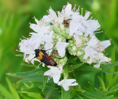 Macrosiagon flavipennis