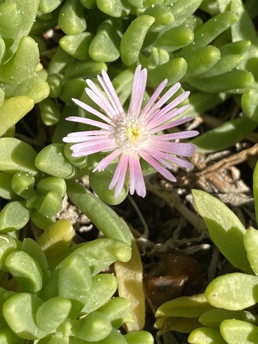 Delosperma caespitosum, photograph 6