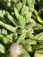 Delosperma caespitosum