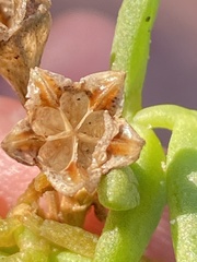Delosperma caespitosum