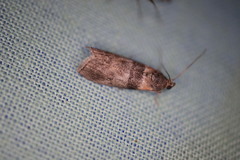 Sciota fumella