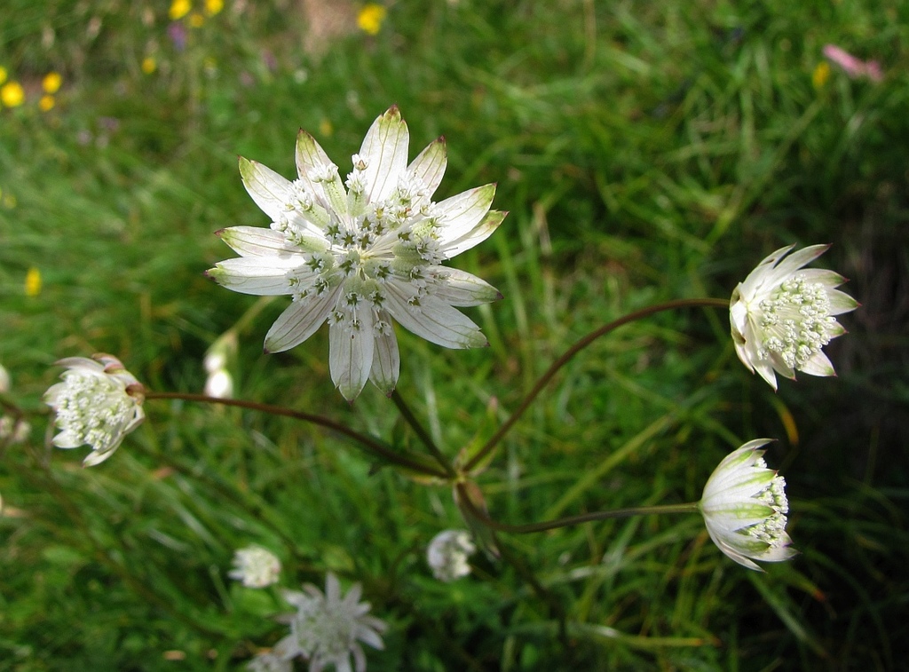Bavarian masterwort